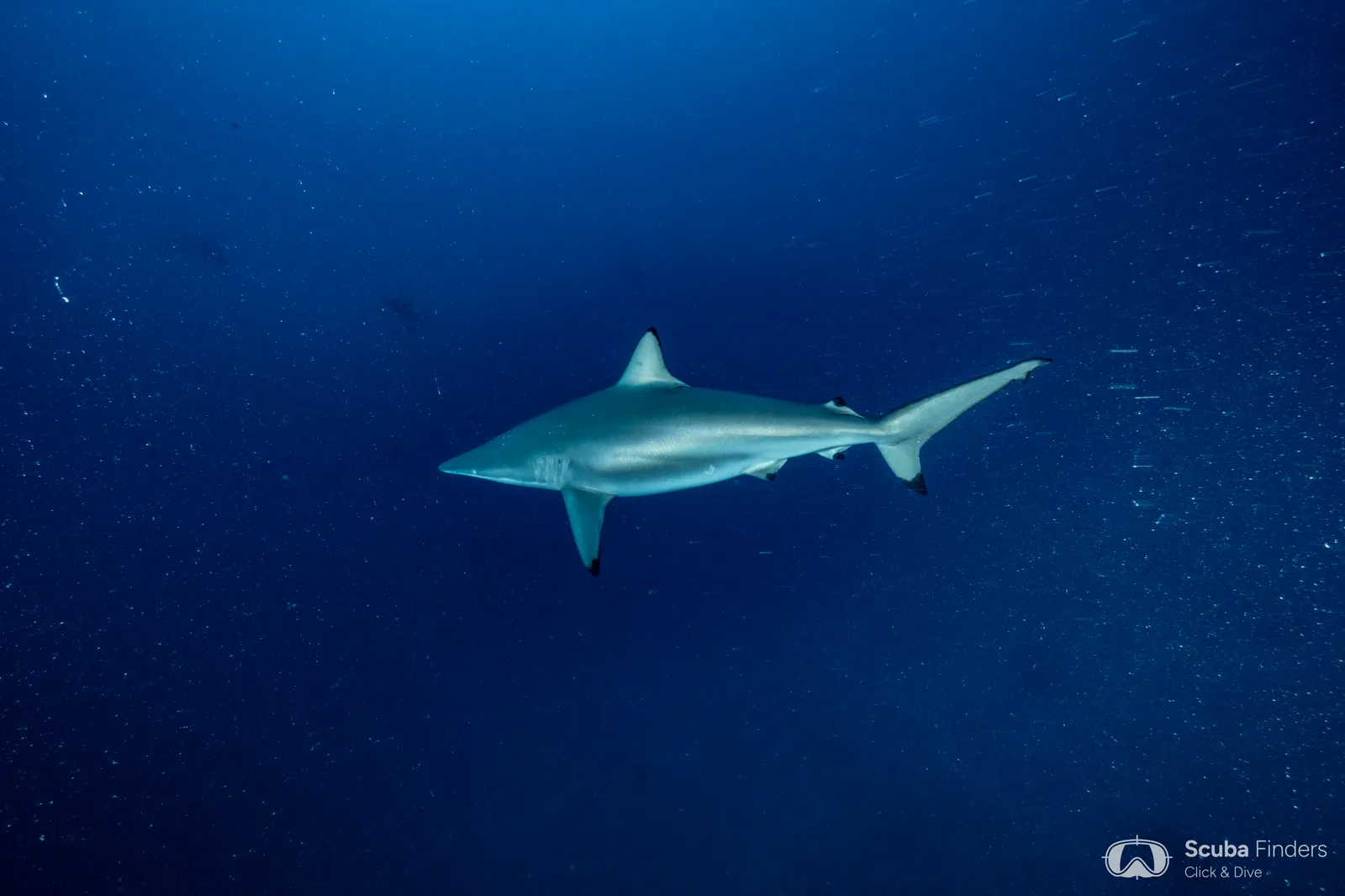 Maravillas de los atolones del norte en el Spirit of Maldives – imagen 3