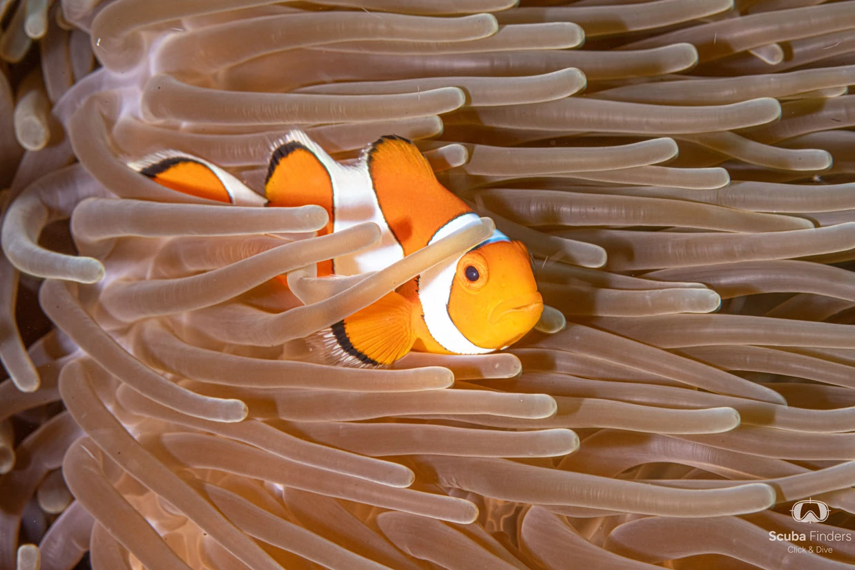 EPIC-BALI-DIVING-EXPERIENCE- PREMIUM-komodo