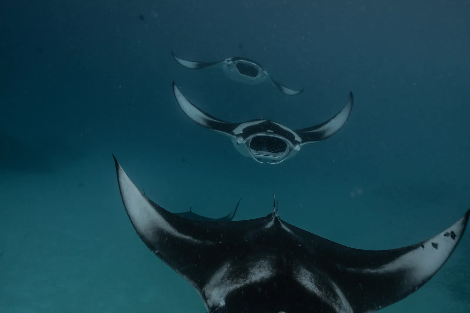Maravillas de los atolones del norte en el Spirit of Maldives – imagen 2