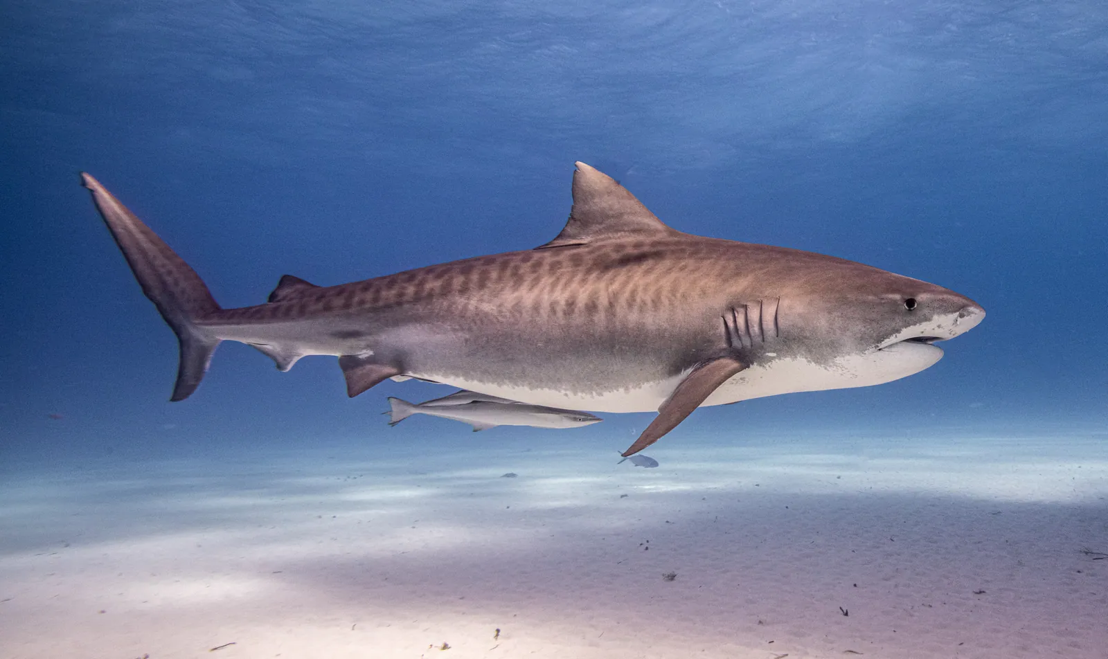 Tiger Beach Adventure – imagen 4