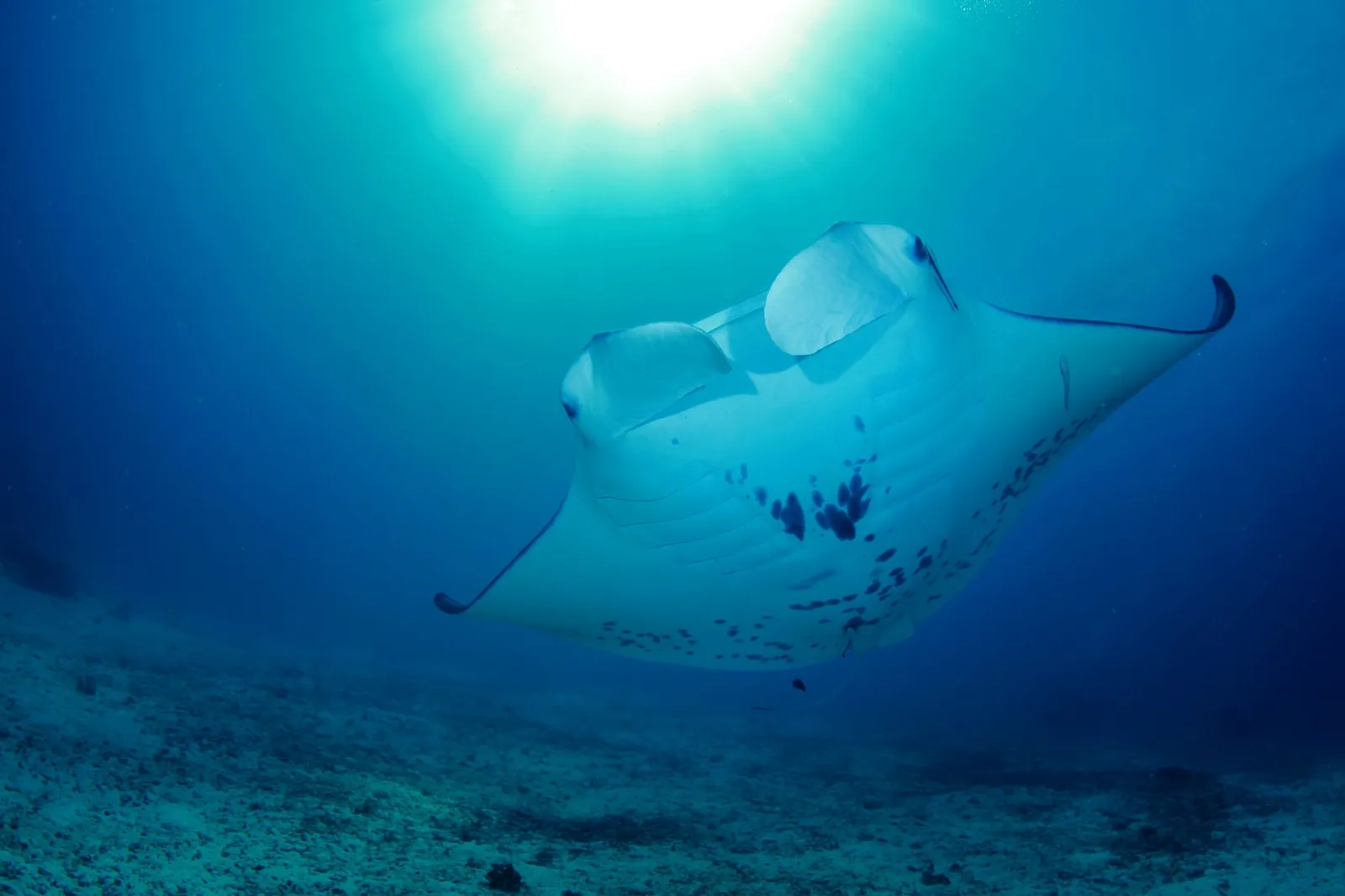 Raja Ampat 7 noches en el Indo Master – imagen 1