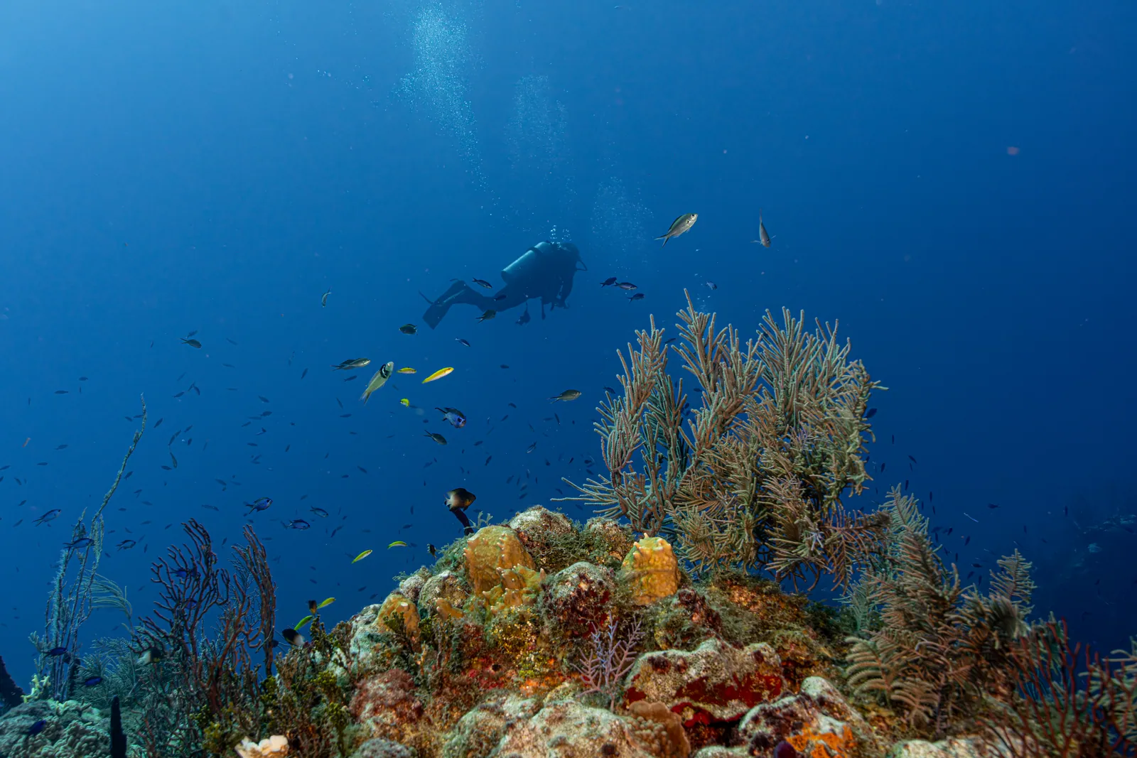 Tiburones, arrecifes y cuevas · 10 noches – imagen 4