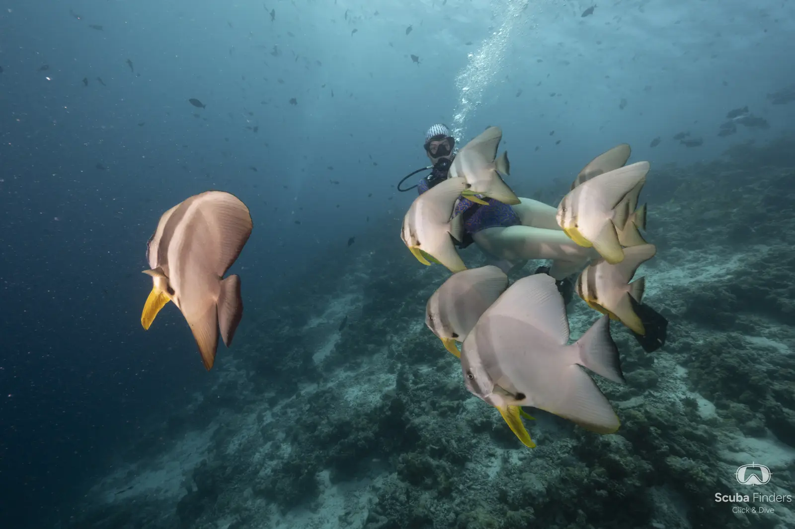Maldivas a bordo del Emperor Serenity – Best of Maldives