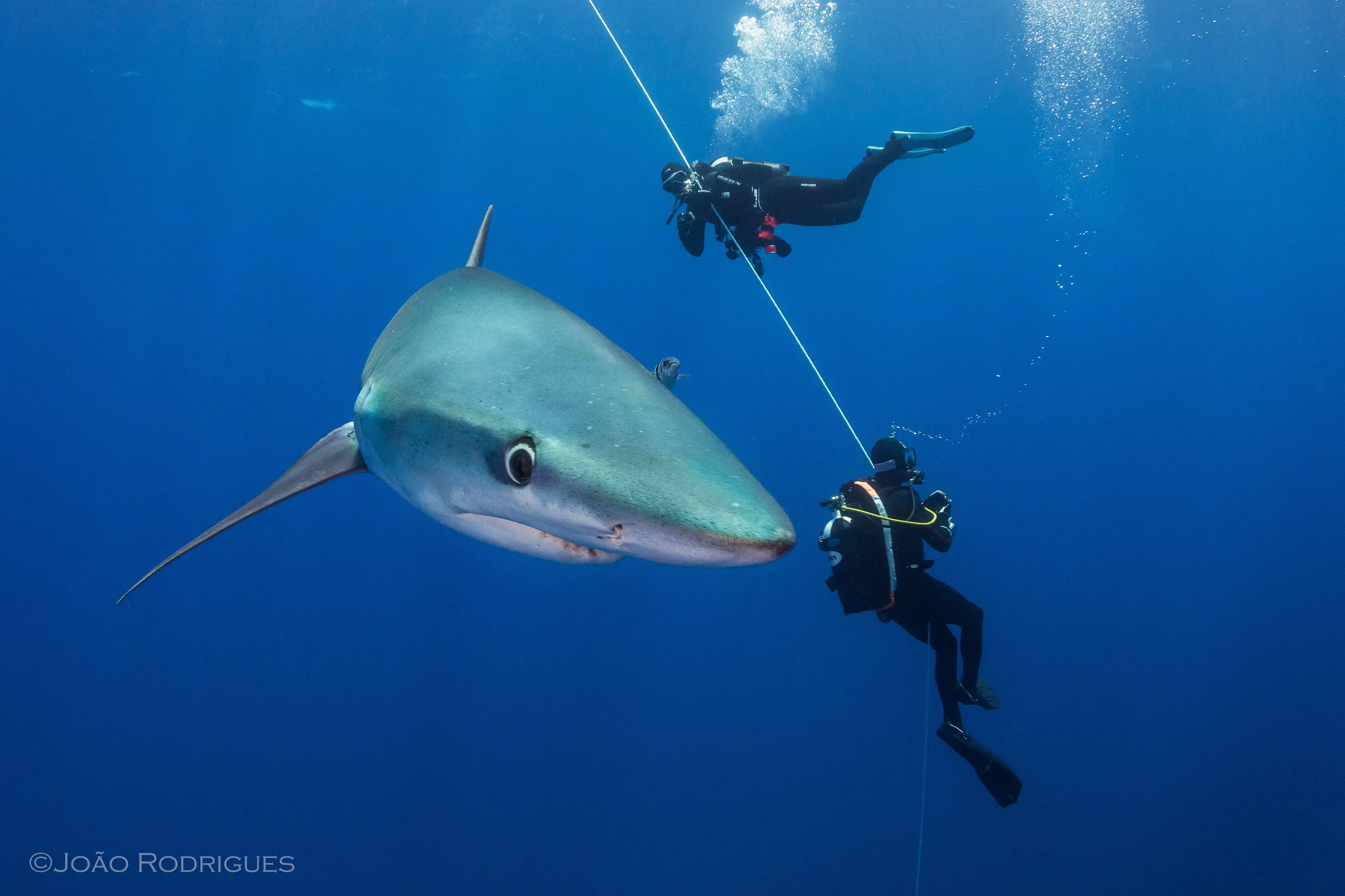 Azores 3.0 - Martillos, tiburones azules, móbulas y cachalotes