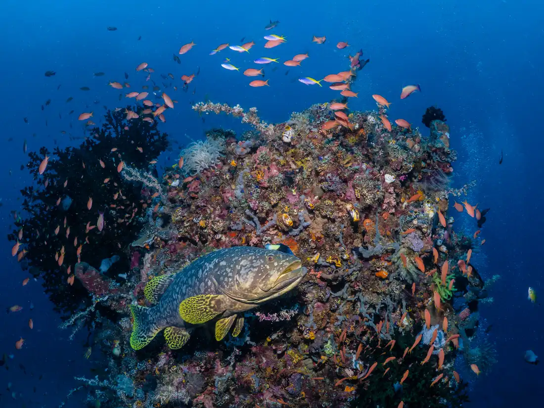Sulawesi norte: el triángulo de coral