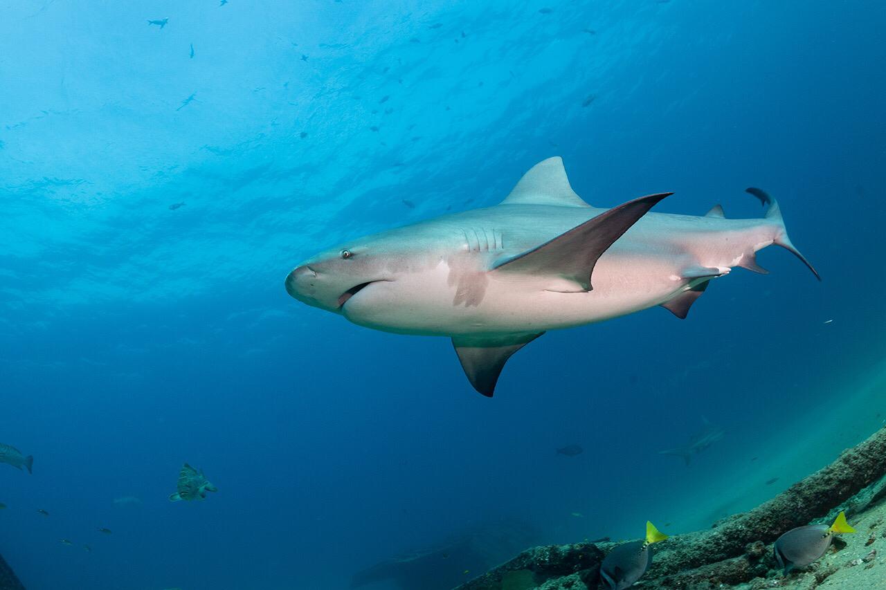 Expedición Baja California – imagen 1