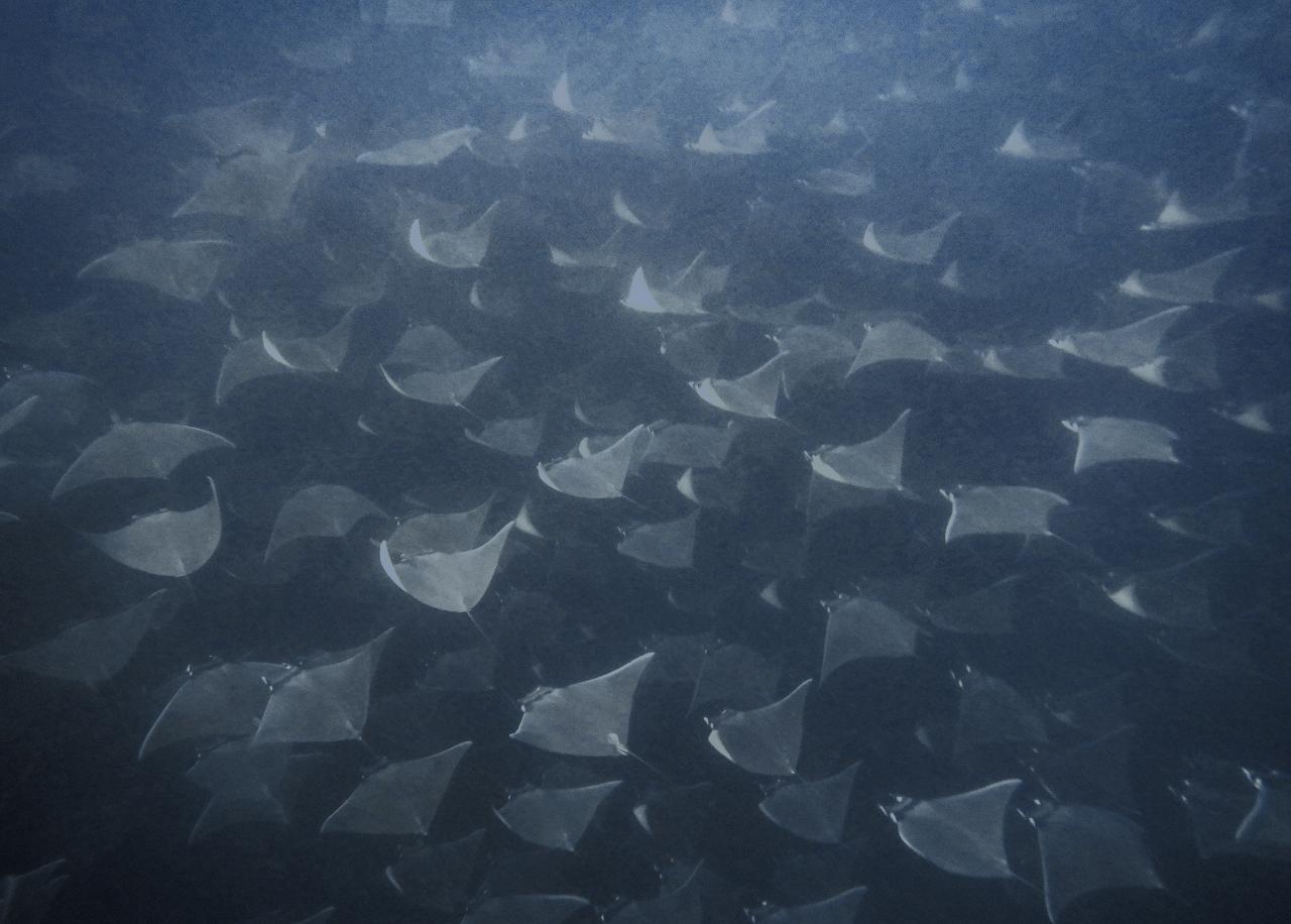 Expedición Baja California – imagen 2