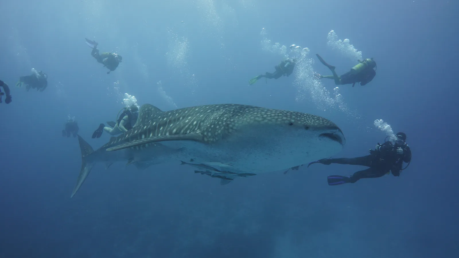 Sur profundo 7 noches en el Spirit of Maldives – imagen 1