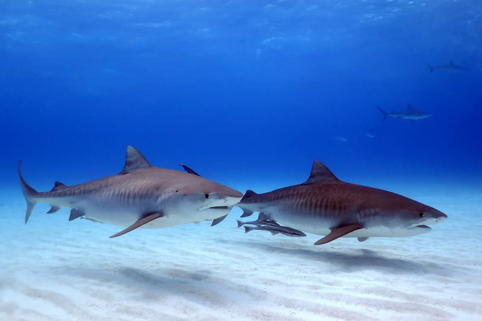Tiburones, arrecifes y cuevas · 10 noches – imagen 6