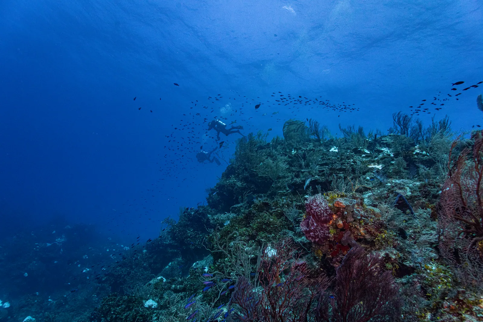 Tiburones, arrecifes y cuevas · 10 noches – imagen 3