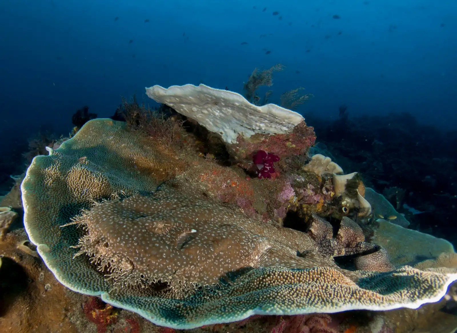 Raja Ampat 10 noches en el Indo Master – imagen 3