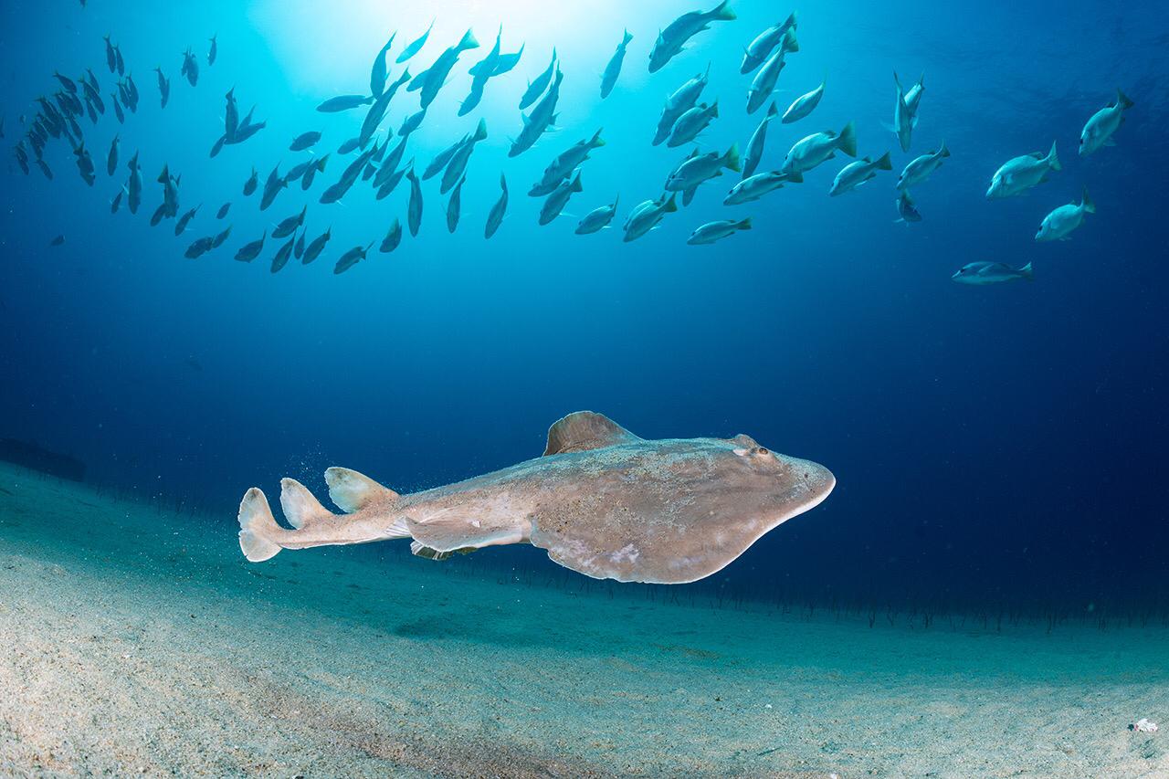 Expedición Baja California – imagen 3