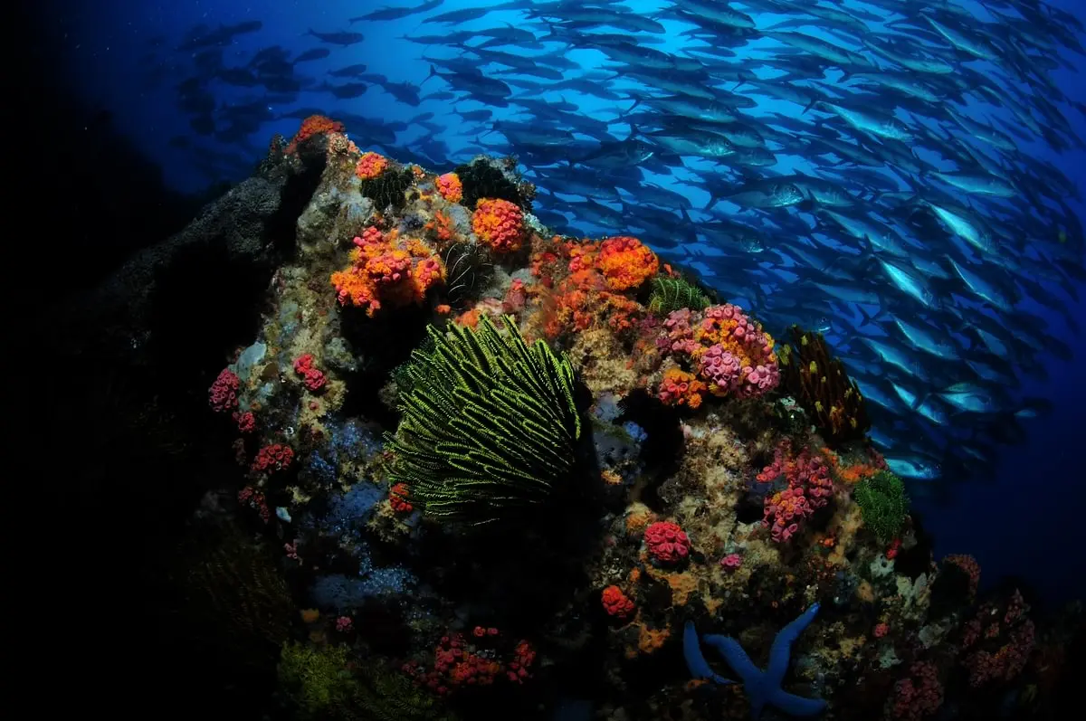 Visayas del Sur en el Philippine Siren – imagen 4