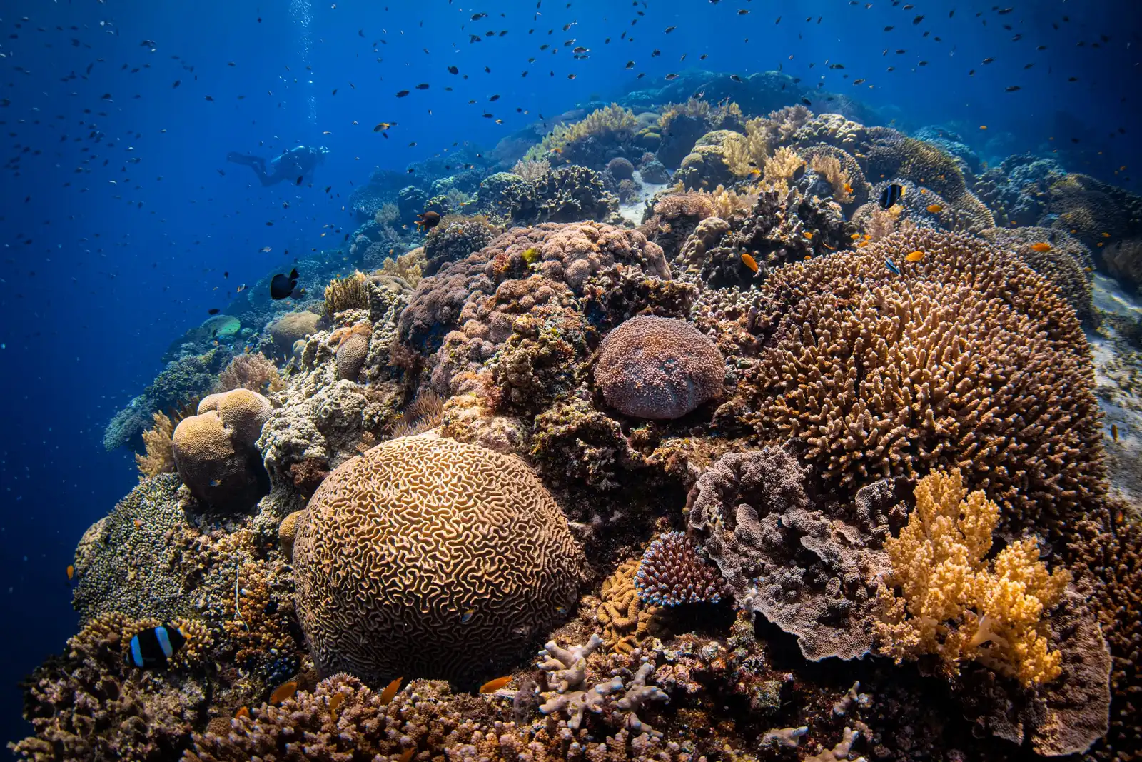 Malapascua y las Visayas en el Philippine Siren – imagen 5