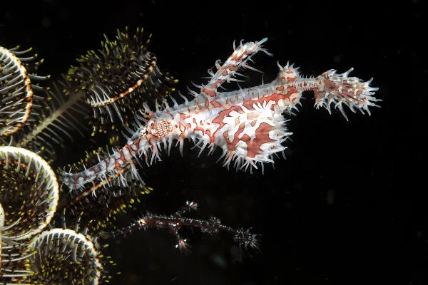Action Night Dive