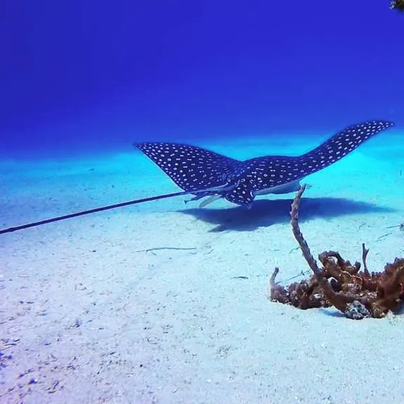 PADI Bubblemaker Course