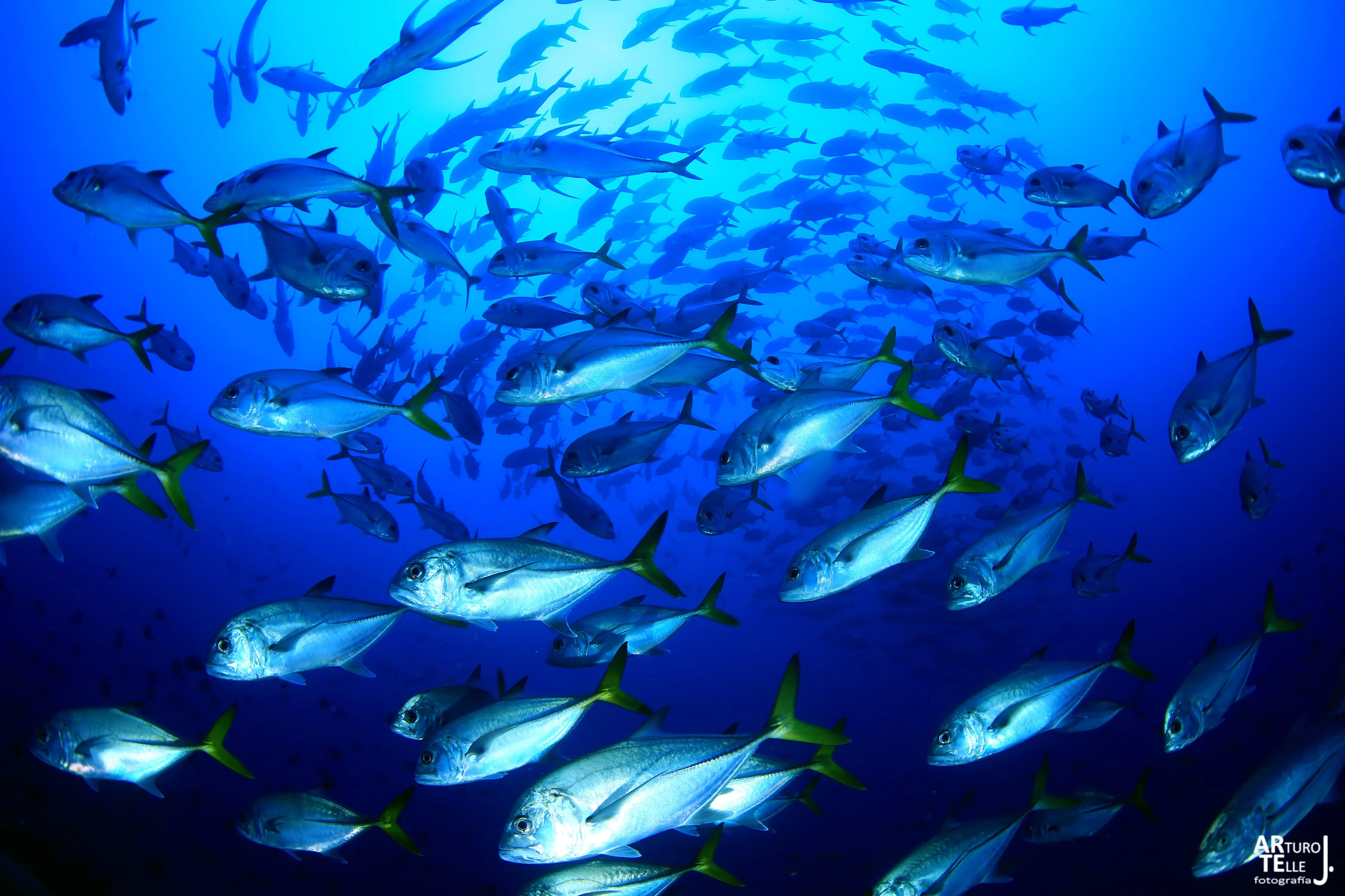 Divemaster Course in Sao Nicolau