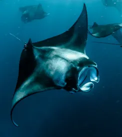 Manta Madness