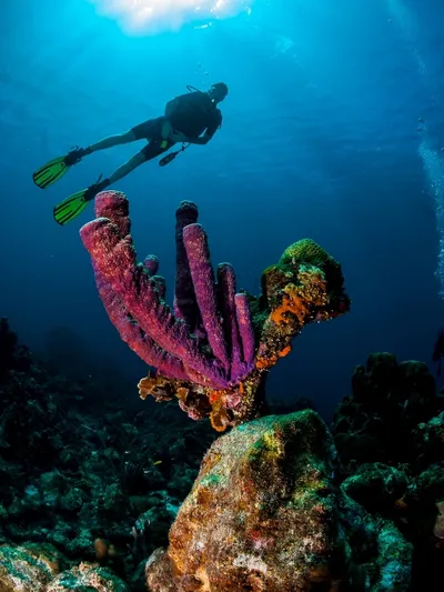 night-dive-specialty-epsilon-corazao-caribe