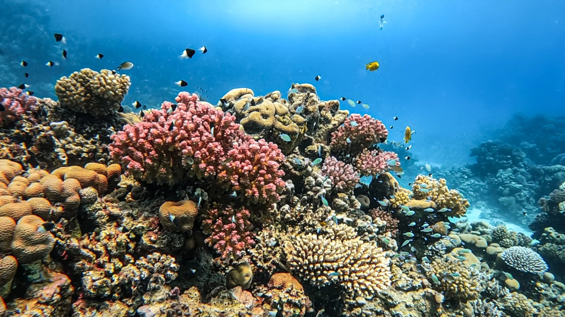 Fun Dive from the beach with equipment