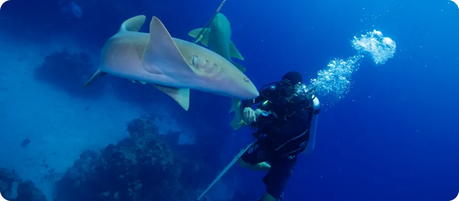Scuba Diving in Chinchorro