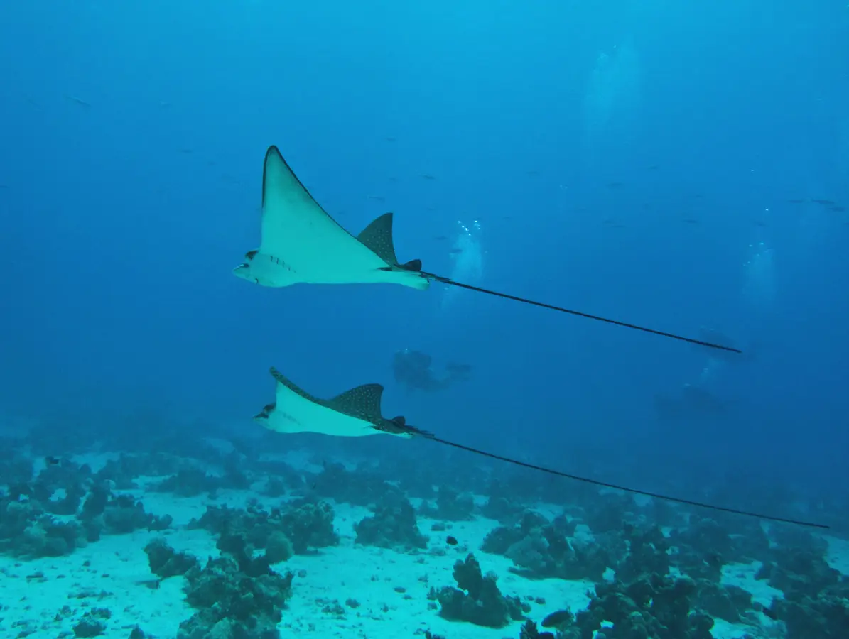 Fun dive in Sahl Hasheesh