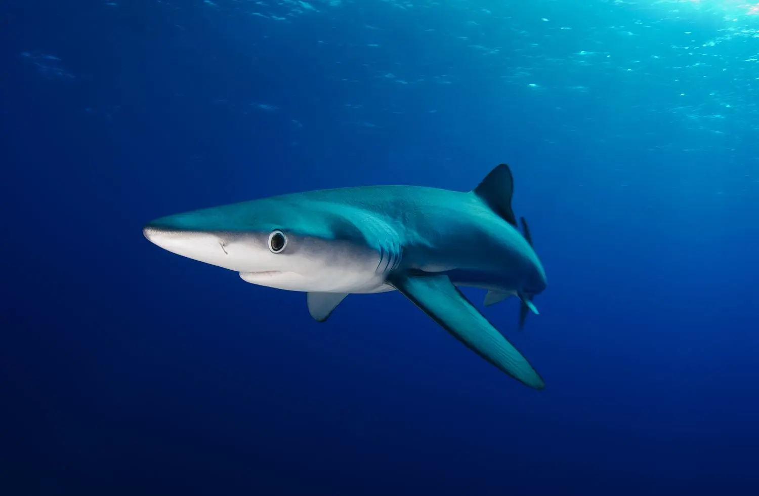 Fun Dive with Blue Shark at Haliotis Faial Equipment included