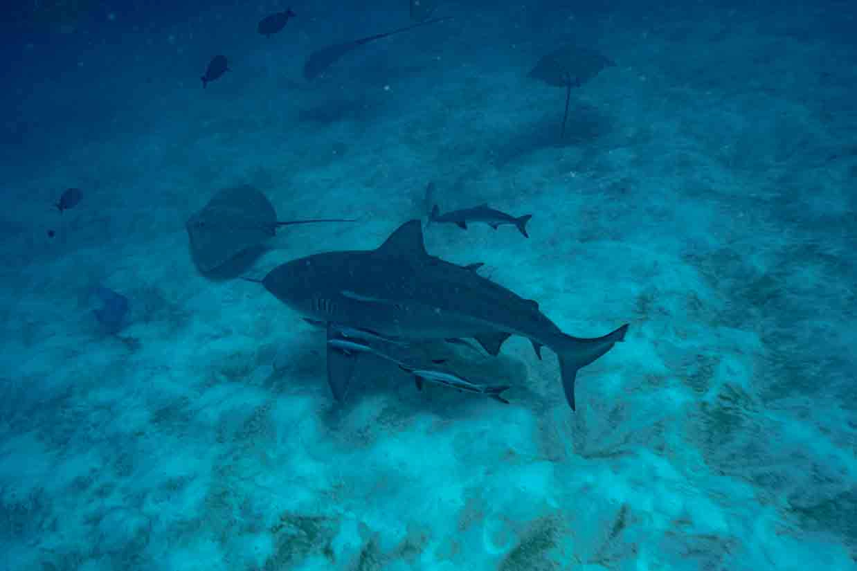 Dive with Bull Shark with Feeder