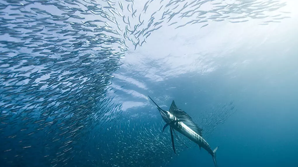 Snorkeling with Sailfish