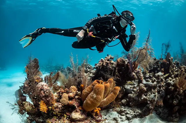 Open Water Diver Course