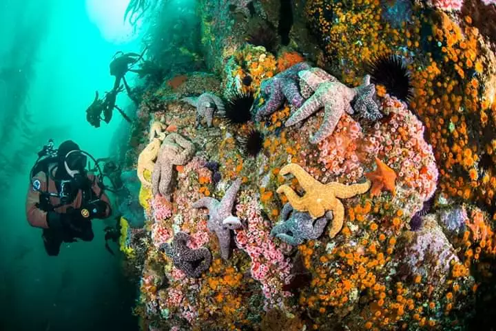 8-nights-and-14-dives-baja-california-the-cortez-club