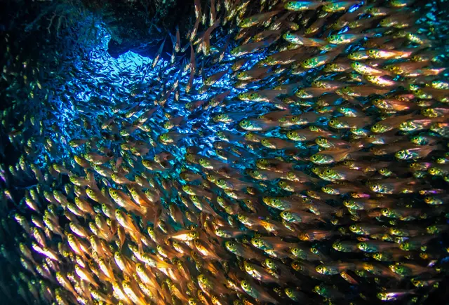 Scuba Diving with Subex in Sharm el Sheikh