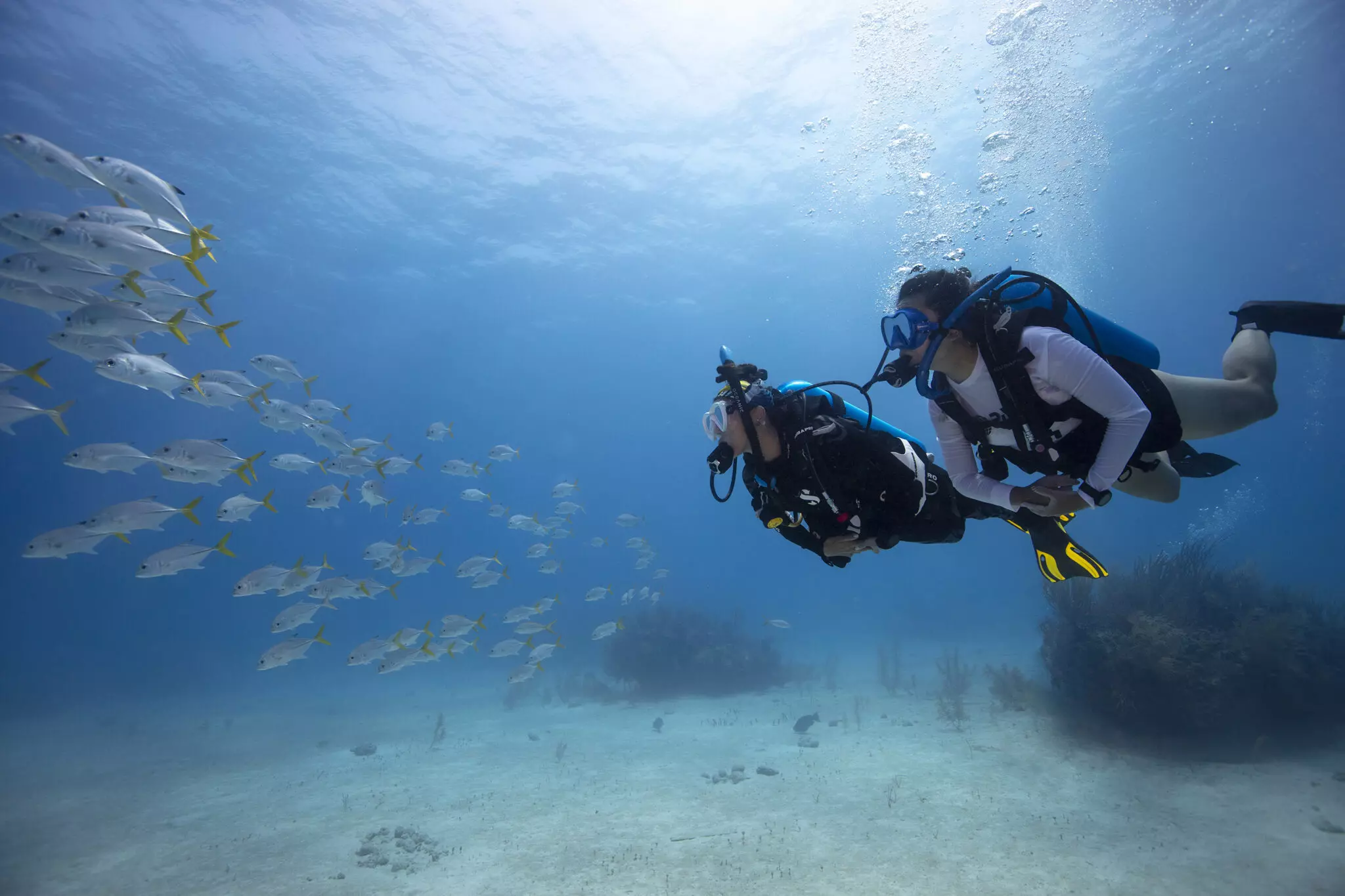 pack-6-dives-4-nights-buceo-el-bajon-el-hierro