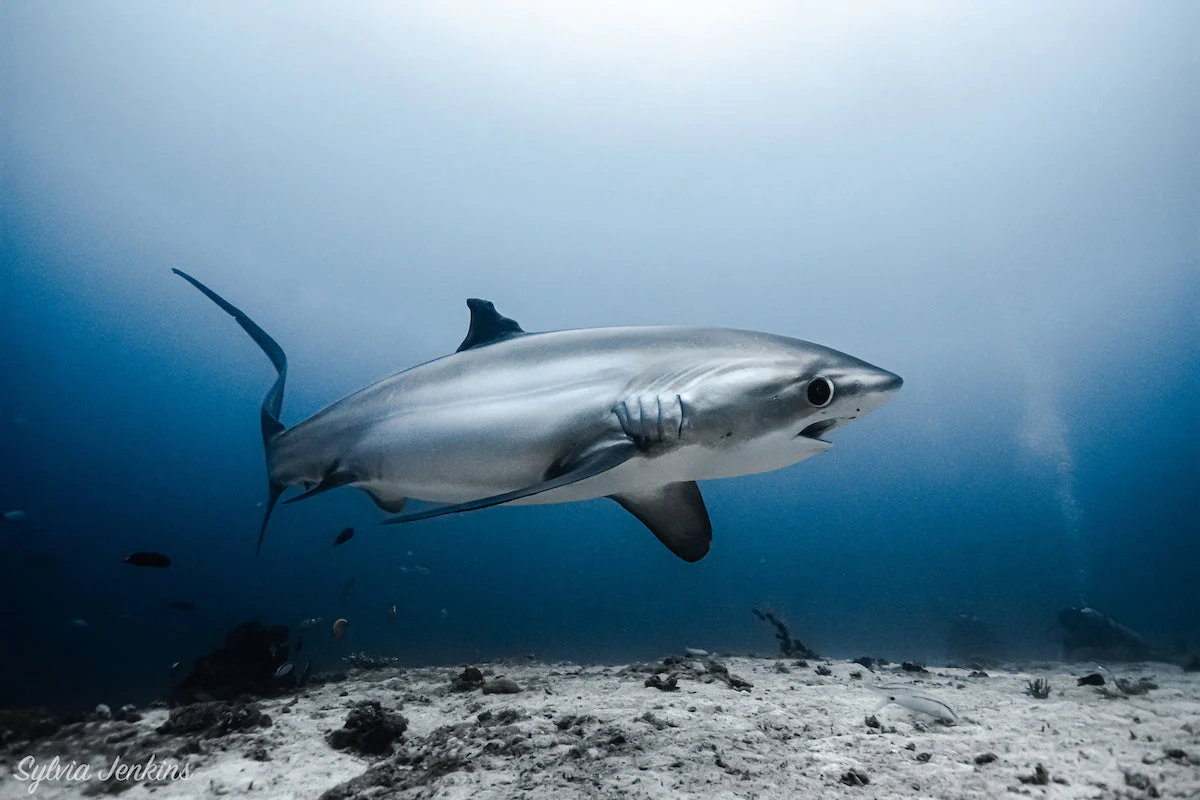 2 Instructor-led dives for OWD