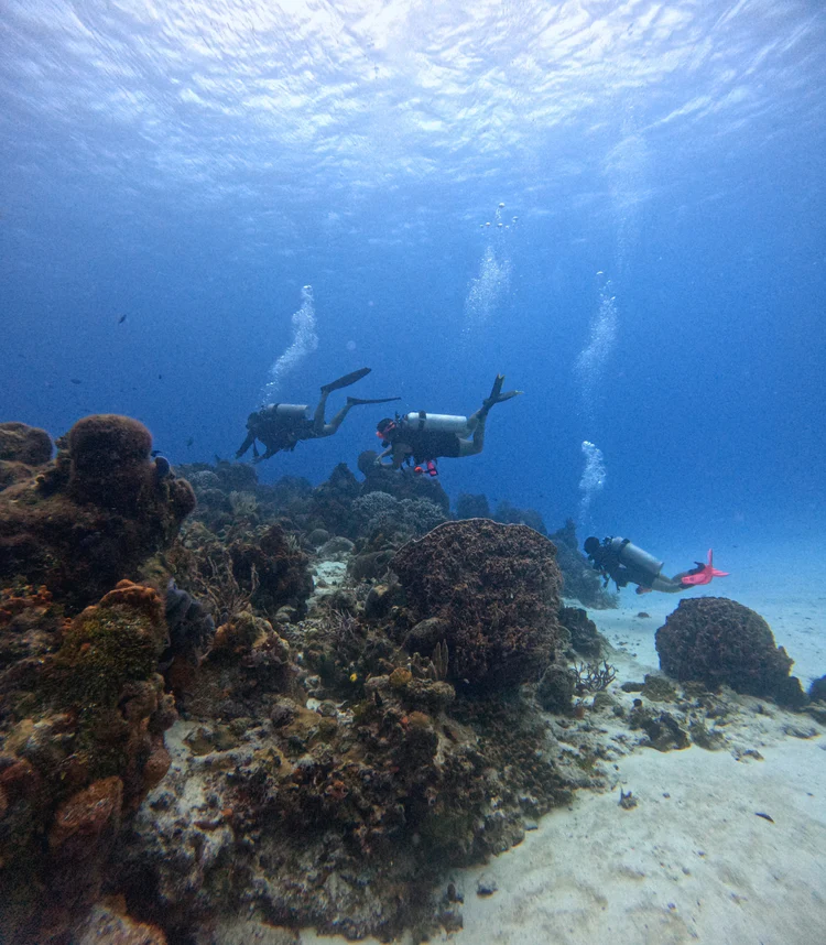 basic-diver-boat-medusas-dive