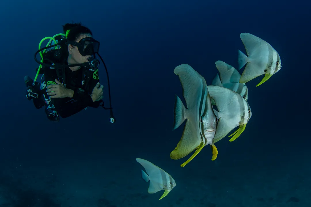 Dharavandhoo Dive 