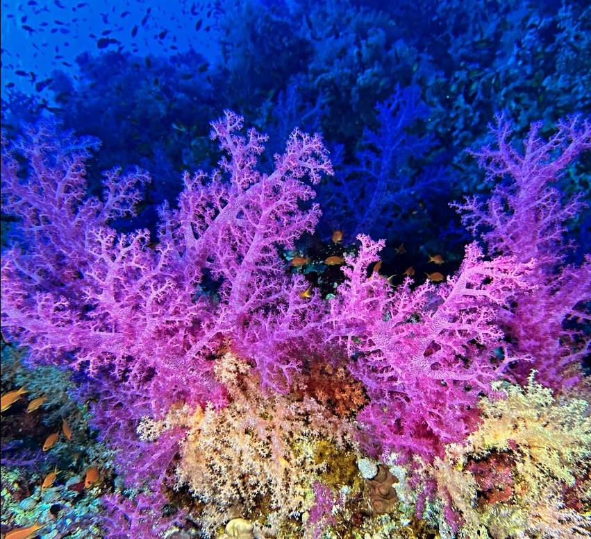 Fun Dive at Moondive