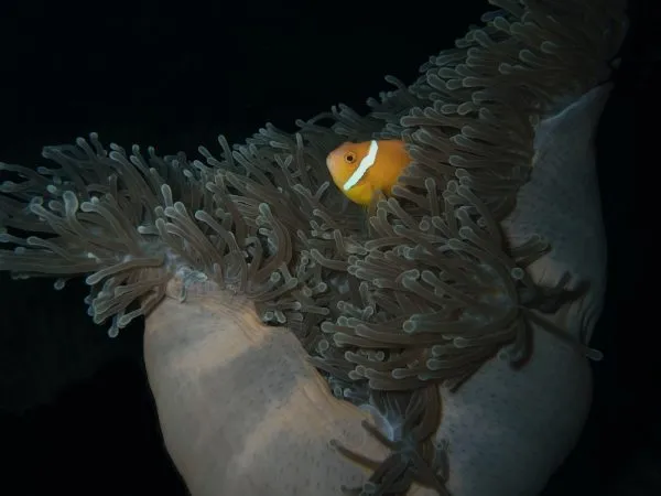 Shore Night Dive in Boracay