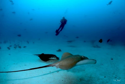 Single dive Hulhumale