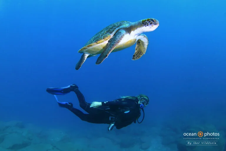 Snorkeling with Turtles