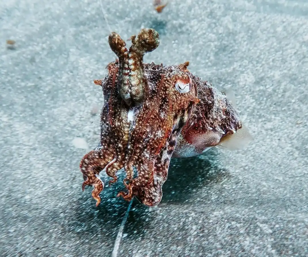 Fun Dive from the beach