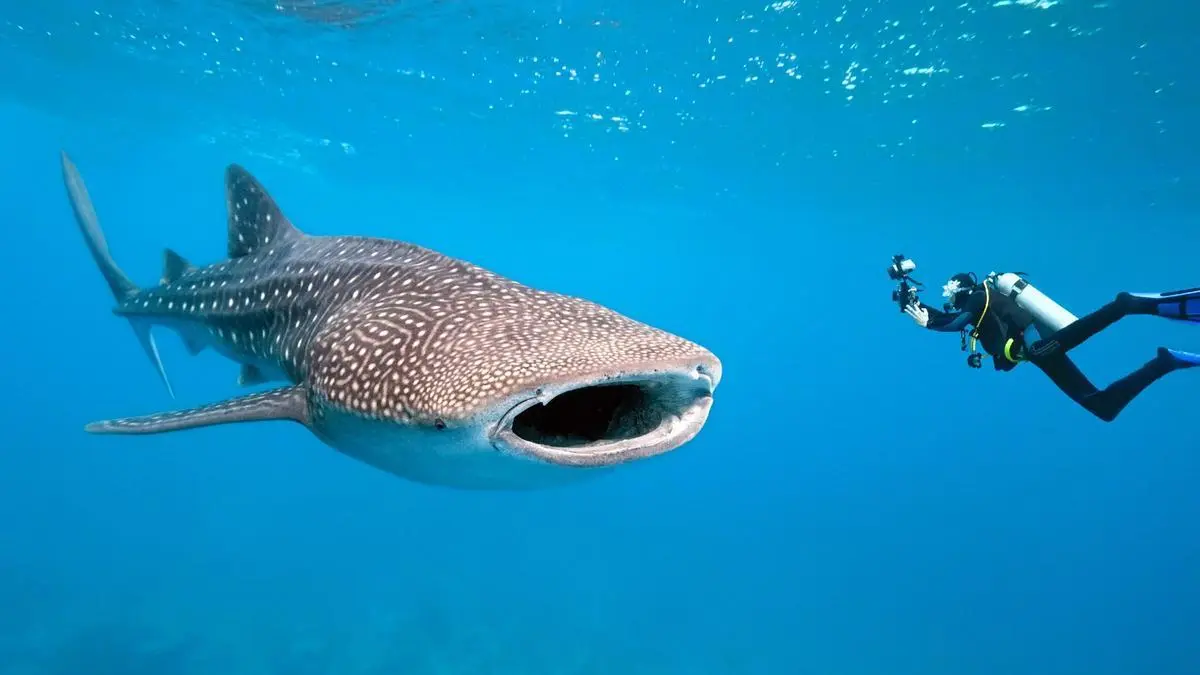 snorkeling-with-whale-shark