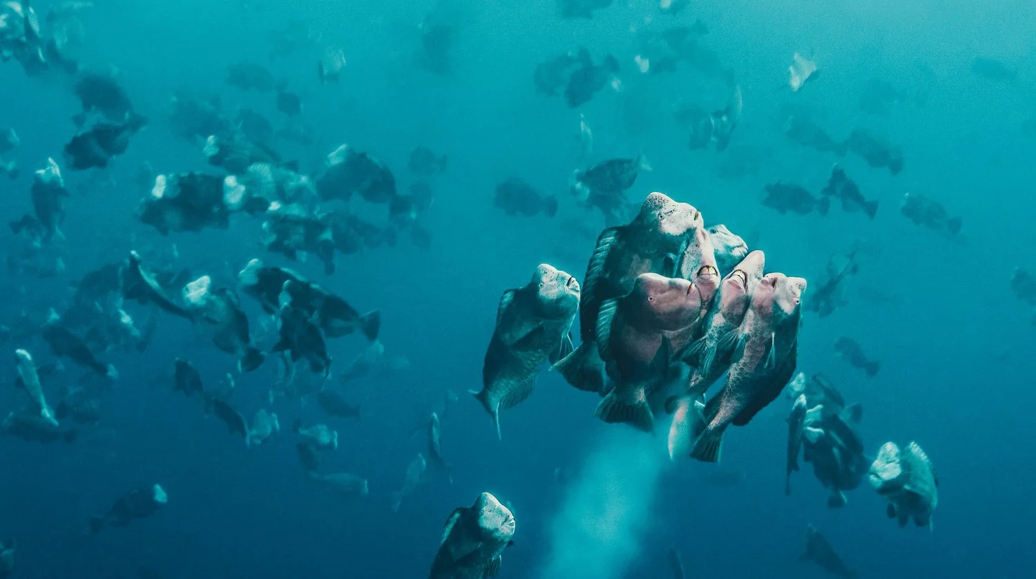 Palau Bumphead Spawning