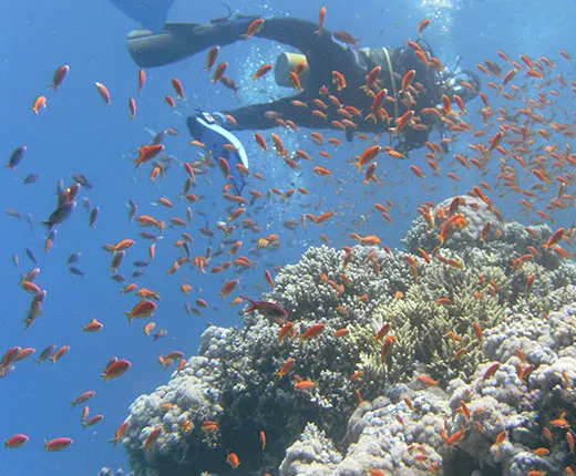 Boat Safari & Snorkeling at Gabr El Bint Protectorate FDE02