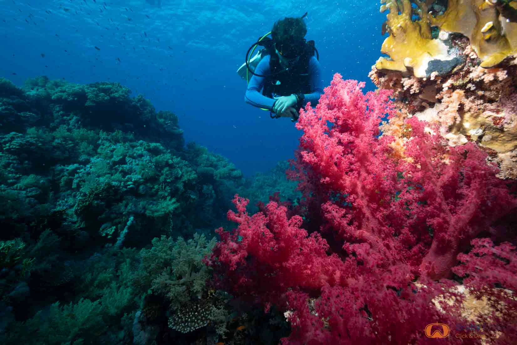 night-dive-specialty-the-blue-jump-la-azohia
