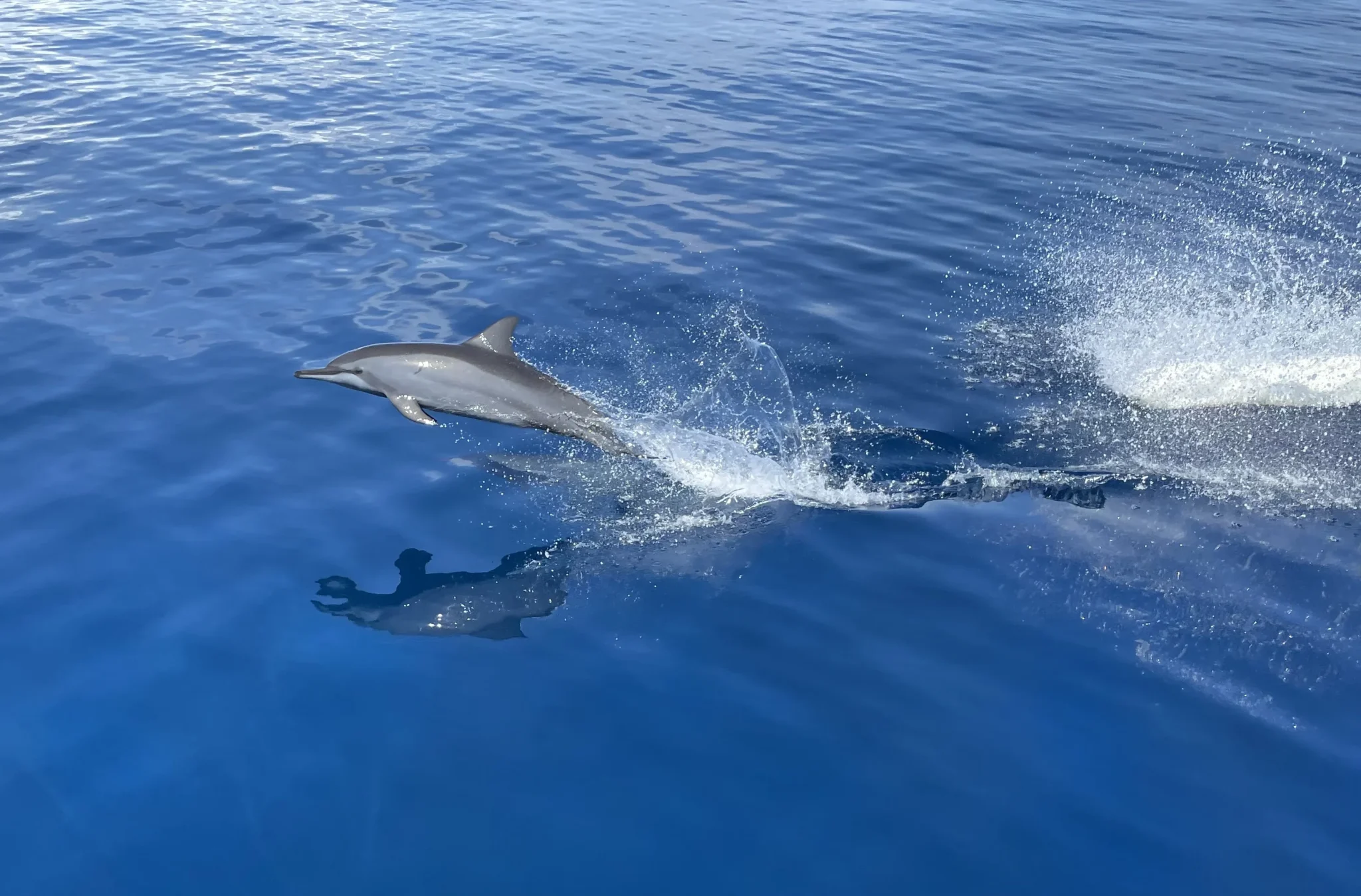 Triple Fun Dive in Gato Island