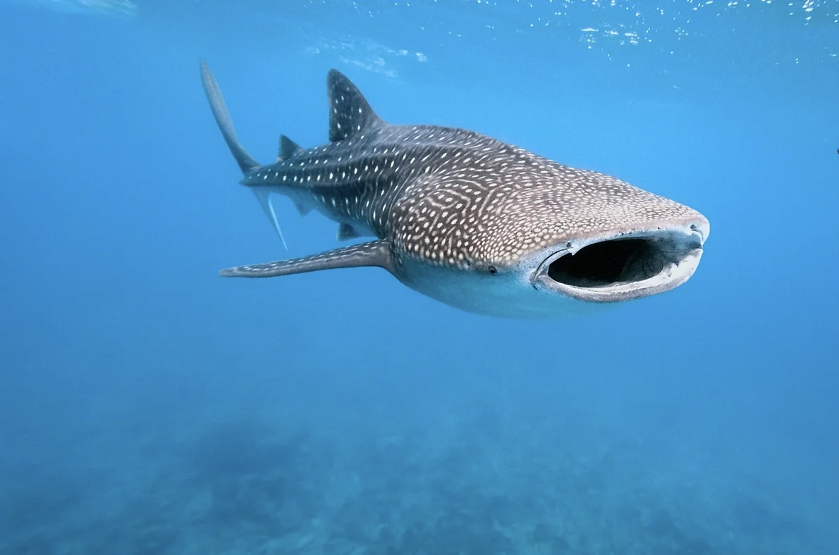 Snorkelling with Whale Sharks