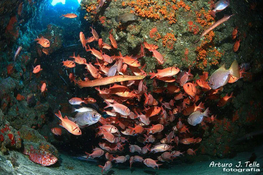 Night Dive in Sao Nicolau