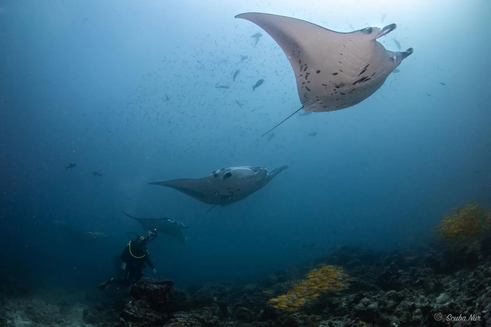 Mantas en Manta Sandy