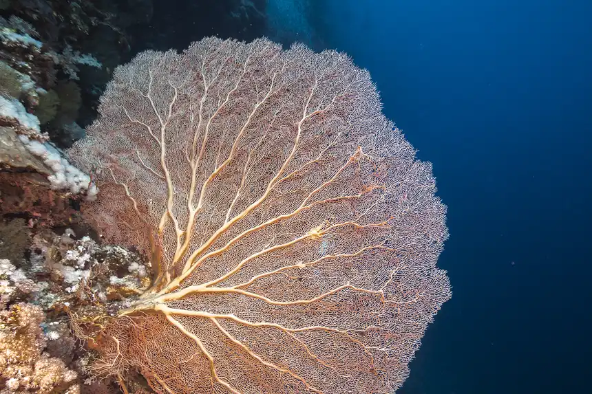 Elphinstone Reef